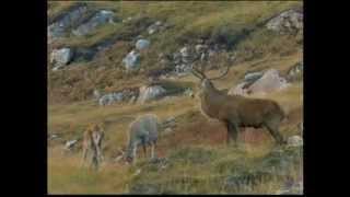 Part 1 BBC Autumnwatch 2012  Episode 4 [upl. by Hafital]