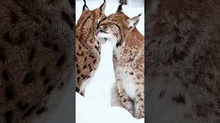 Eurasian Lynx Grooming Buddies  Amazing Wild Cat Behavior [upl. by Adnohsat]