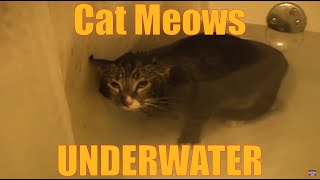 Cat Meows Underwater ORIGINAL VIDEO [upl. by Jorge193]