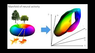 Kenneth Harris  Neurons → ∞ Cosyne 2019 [upl. by Marin811]