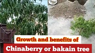 chinaberry tree growth and benefits of chinaberry or bakain treeHow to Grow bakain tree [upl. by Dnaloy]