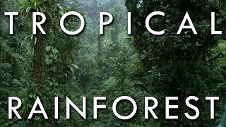 The Tropical Rainforest Climate [upl. by Valorie725]