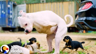 2Legged Dog Has The Cutest Reaction To His Foster Puppies  The Dodo [upl. by Norab]