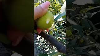 Son yaz da incir olmaz demeyin oluyomuş 🤔 aboneolmayiunutmayin kesfetolllll gardening fruit [upl. by Nomla]