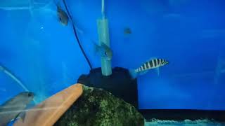 Benthochromis horii Kigoma Wild female holding eggs [upl. by Ades]