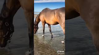 Only equestrians will understand how lovely this is 😍horse satisfying viralvideo fyp [upl. by Hailat]