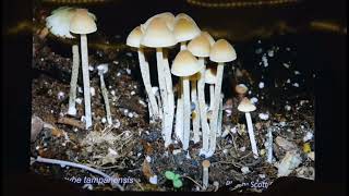 Easiest Psilocybe to grow  Magic Mushroom [upl. by Cornelius395]