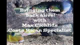 Aquatic Masters Series Episode 6 Max Cichlids a Costa Rican Cichlids specialist [upl. by Ikeda]