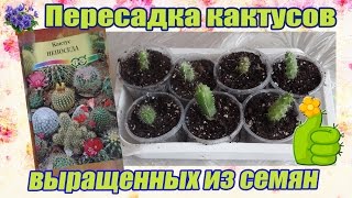 Как вырастить кактус из семян в домашних условиях Пересадка сеянцев кактуса [upl. by Joelly]