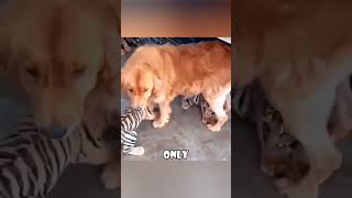 The Golden Retriever Adopts Tiger Cubs 🐕❤️🐯 animals love [upl. by Irol]