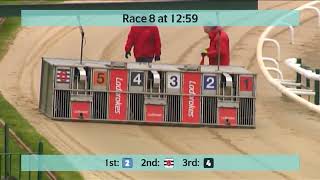 Monmore Greyhounds Races on 9th November 2024 [upl. by Ahtram330]