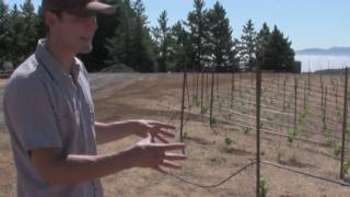 Choosing rootstock for new cabernet sauvignon vines [upl. by Lednam]