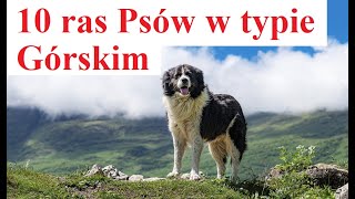 10 ras Psów w typie Górskim [upl. by Naryk157]