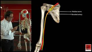 The Median Nerve [upl. by Odell]