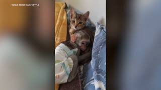 Orphaned baby monkey and rescue kitten become inseparable friends [upl. by Addison529]