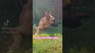 you see that girl Zoi German Shepherd GSD puppy💔🌈🐶 shorts ytshorts dog gsp viral [upl. by Ycniuqal865]