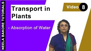 Transport in Plants  NEET  Absorption of water  Neela Bakore Tutorials [upl. by Alarice]