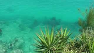 Bermuda Tropicbirds Longtails Jacks and a Turtle [upl. by Aneda680]