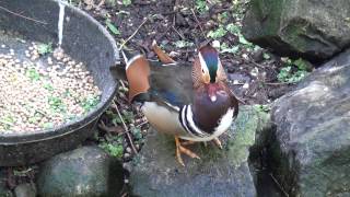 Mandarin Duck  Pato mandarín  Canard mandarin  Anatra mandarina  Mandarynka [upl. by Sutsuj]