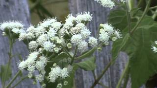 Minnesota Native Plant  White Snakeroot Eupatorium Rugosum [upl. by Irneh]