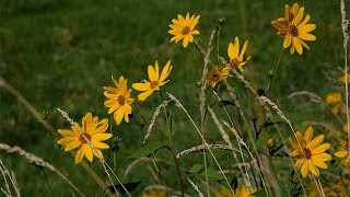 Northwest Greenway  Nature In The Heart Of Plymouth [upl. by Anitneuq]