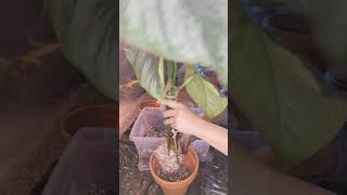 How to repot Philodendron Sodiroi Aff [upl. by Sulohcin]