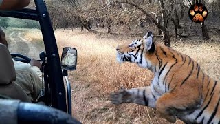 Male Tiger Chasing Jeep in Ranthambore National Park  Goosebumps Guaranteed  Tiger Mock Charge [upl. by Hoang]