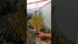 INJERTO Cleistocactus colademononis🌵🐒 youtubeshorts plants videos garden [upl. by Anthe]