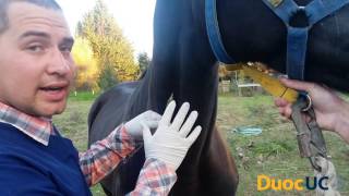 Vídeo tutorial  inyección intravenosa  equino  Cmuñoz [upl. by Eniamor]