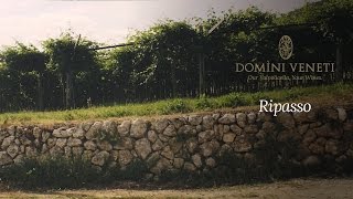 Il vino Ripasso della Valpolicella  Domìni Veneti [upl. by Attelrahs]