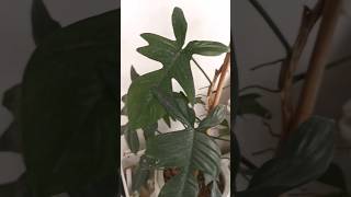 Philodendron Pedatum philodendron shorts viralshorts houseplants indoorplants plants [upl. by Venditti658]