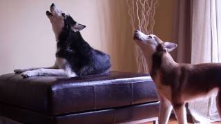 2 TALKING DOGS ARGUE BY HOWLING ORIGINAL [upl. by Agrippina]