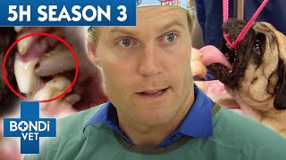 The Complete Season 3  5 Hours of Full Episodes  Bondi Vet Compilation [upl. by Girhiny429]