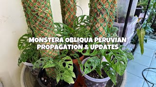 Monstera Obliqua Peruvian PROPAGATION and Updates propagation plants mommylolascollection [upl. by Tillinger]