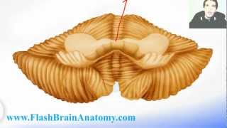 Neuroanatomy Cerebellum Tutorial [upl. by Ennairrek440]