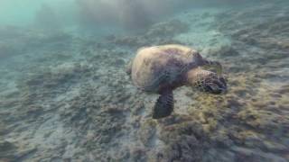 Snorkeling at Anini beach Kauai [upl. by Notwal]