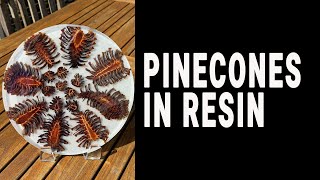 Pinecones in resin [upl. by Atipul361]