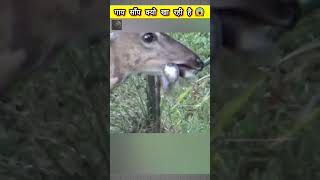 Why Is The Cow Eating The Snake🤔 The Unseen Files  shorts facts [upl. by Nyrahs]