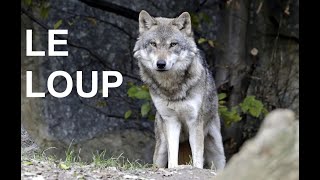 Le loup documentaire [upl. by Anilave]