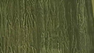 Tree Bark Wall Texture Painting Effect  Video 3 [upl. by Ylram]