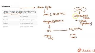 Ornithine cycle performs [upl. by Atilemrac]