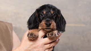 Dachshund wirehaired miniature Такса жш мини Святогор8 weeks old [upl. by Corenda703]