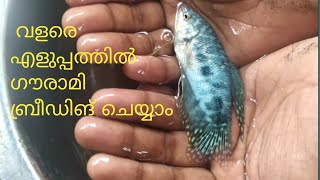 Gourami Fish Breeding Malayalam Part 1 [upl. by Shig24]