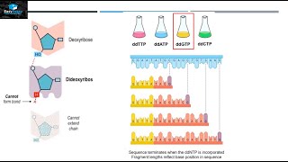 DNA Sequencing By Sanger Method [upl. by Mcneely]