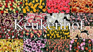 Keukenhof 2022 [upl. by Nilyram]