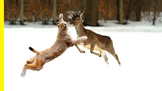 Lynx Facts The Biggest Wild Cats of the Forests  Lynx Documentary [upl. by Osana]