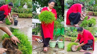 Asparagus Fern ek gamle se banaye bahut sare gamle  Asparagus Propogation care tips repoting [upl. by Lashar630]