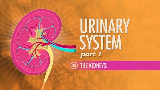 Urinary System Part 1 Crash Course Anatomy amp Physiology 38 [upl. by Mintz]