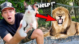 RESCUED KITTEN FOUND IN LION ENCLOSURE  WILL SHE SURVIVE [upl. by Siseneg]