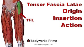 Tensor Fasciae Latae TFL Anatomy Origin Insertion amp Action [upl. by Ennej685]